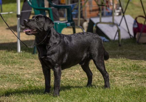 Wilbur at Cooma 2018