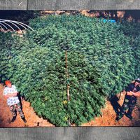 12" x 18" Metal Print - Heady OG "Sea Of Green"