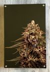 12" x 18" Metal Print - "Heady OG Flower"