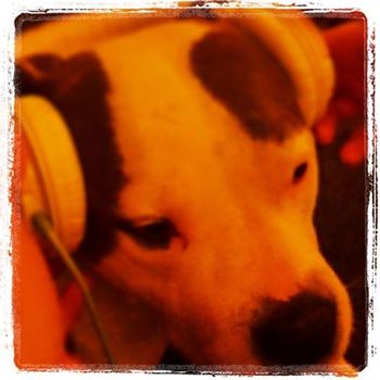 Mary - the ultimate studio pitbull
