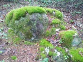 "Joe's Rock". A favorite place to sit and ponder.
