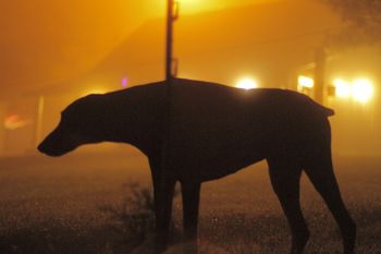 Rommel, 105 LB Doberman. Yea as I walk through the Valley of Death, I shall fear no evil, for it is I.
