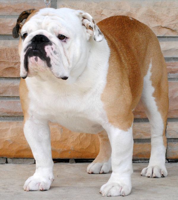 Epic English Bulldogs