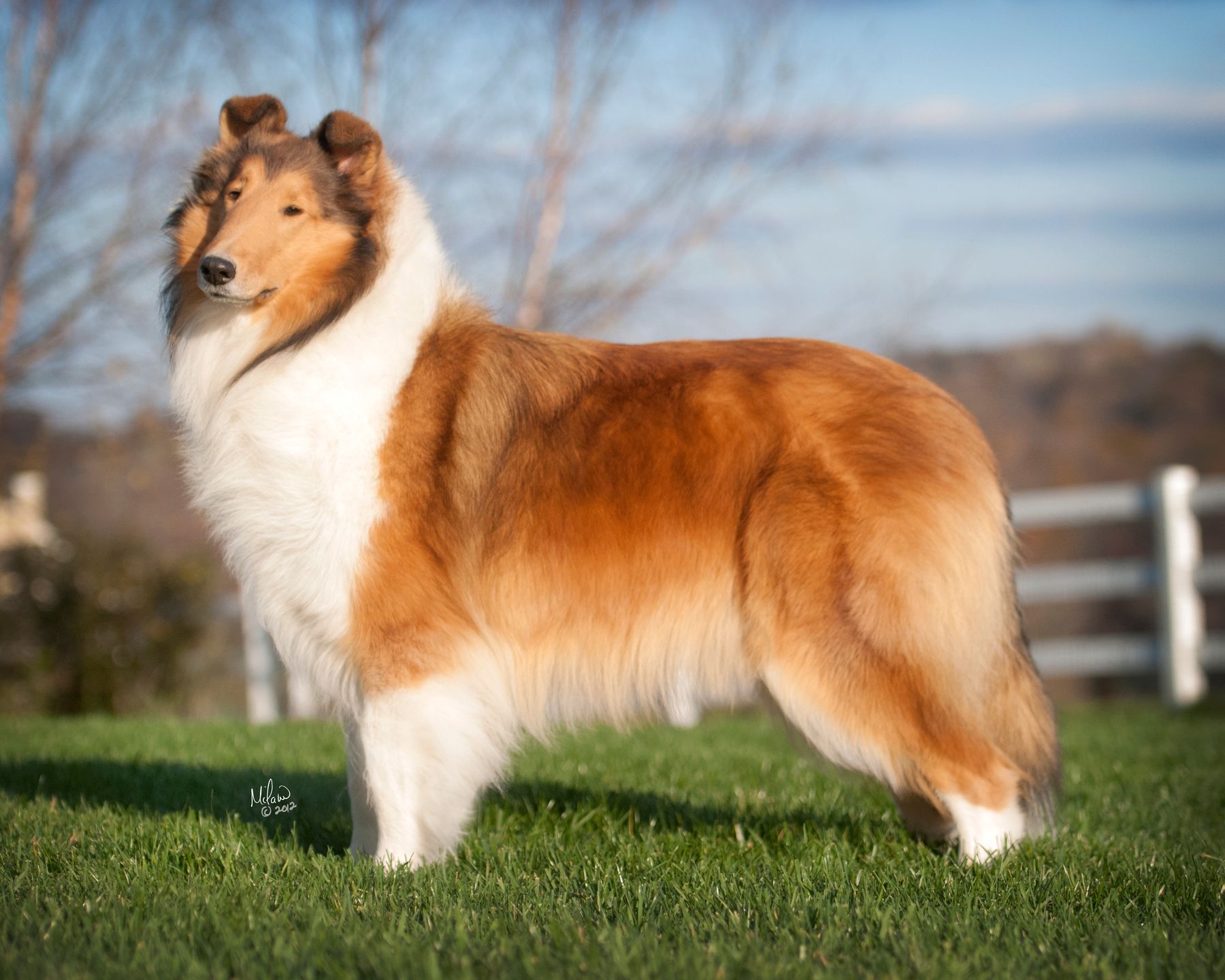 Riverrun collies sale