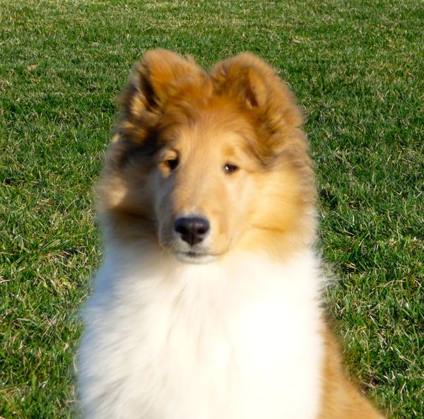 Riverrun collies sale