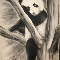 Panda Baby in Tree