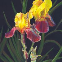 Yellow Irises