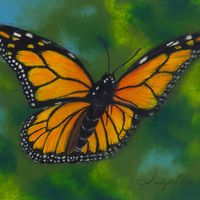 Monarch Butterfly