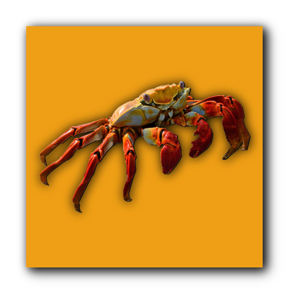 Crabs in the Skillet-Ten Penny Bit-Coleraine Jig by Toby
