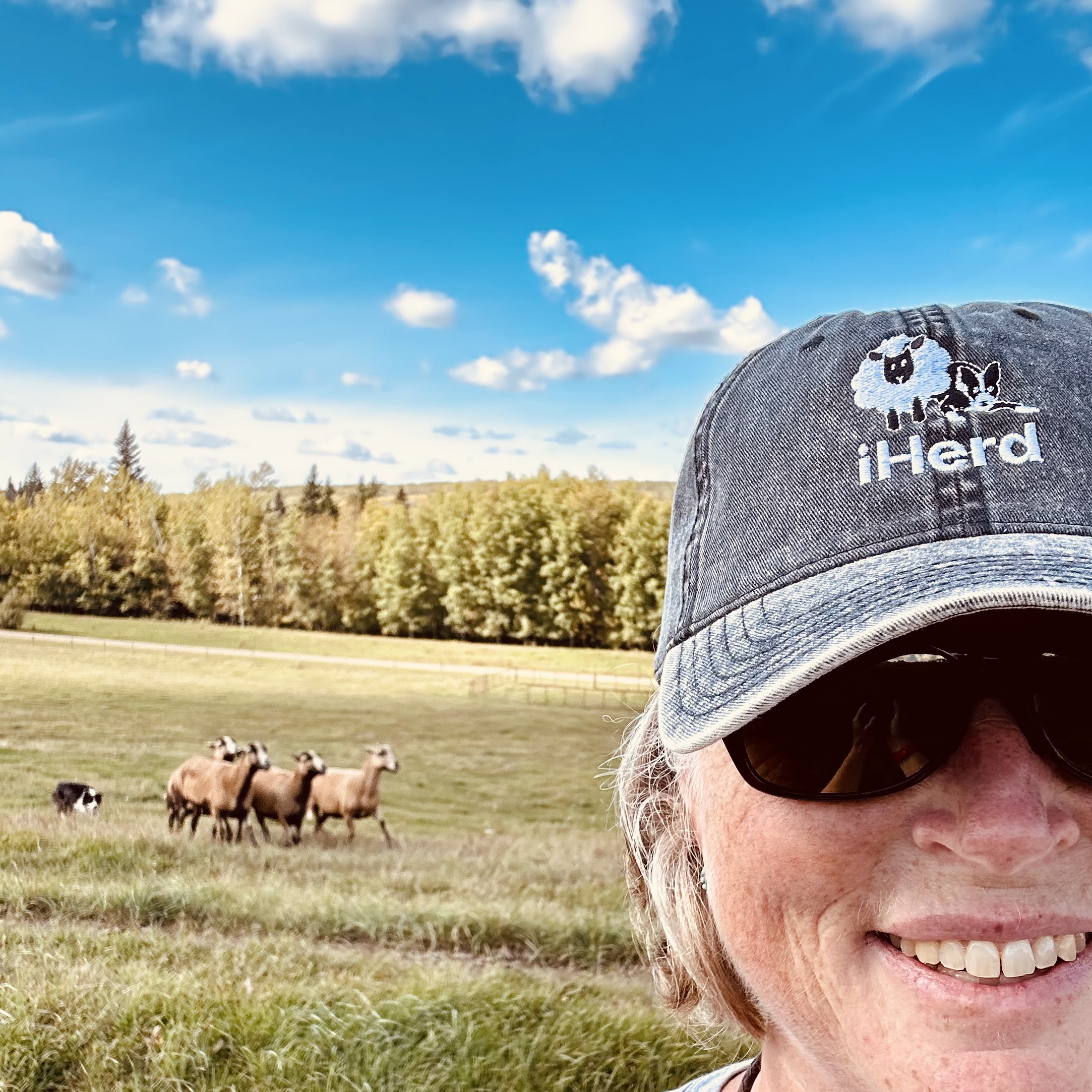 Lisa Wright working sheepdogs on her Alberta farm