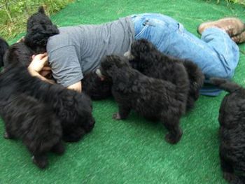 Puppies getting Lou in Play yard

