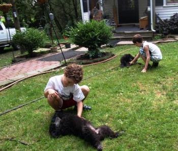 Puppies love playing and belly rubs - 10 weeks old
