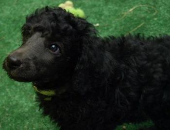 Yellow collar Munchkin 8 weeks old
