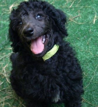 Yellow collar Munchkin 8 weeks old
