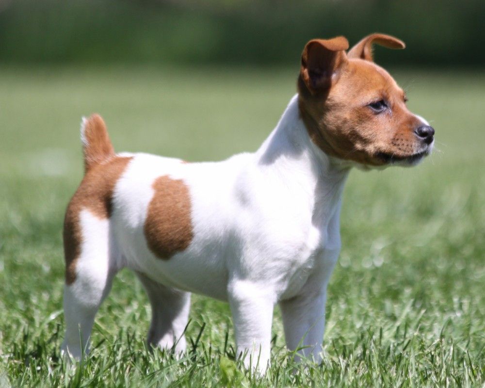 Craigslist rat hot sale terrier puppies