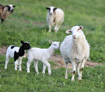 Ewe are looking at me aren't EWE??
