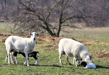 Dorper Sheep with lambs
