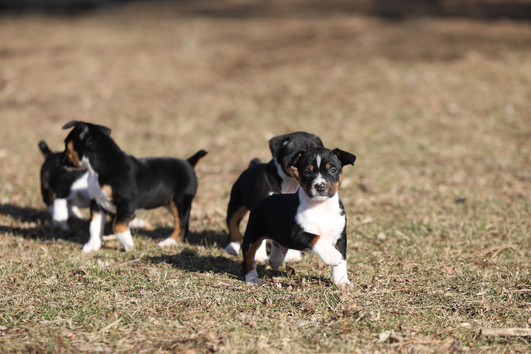 Seegmiller best sale rat terriers