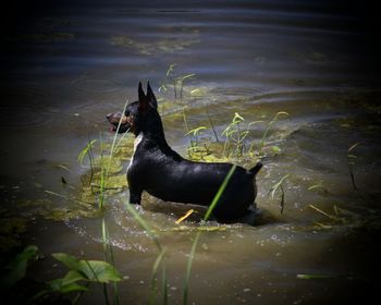 Standard Rat Terrier Seegmillers Use Your Illusion
