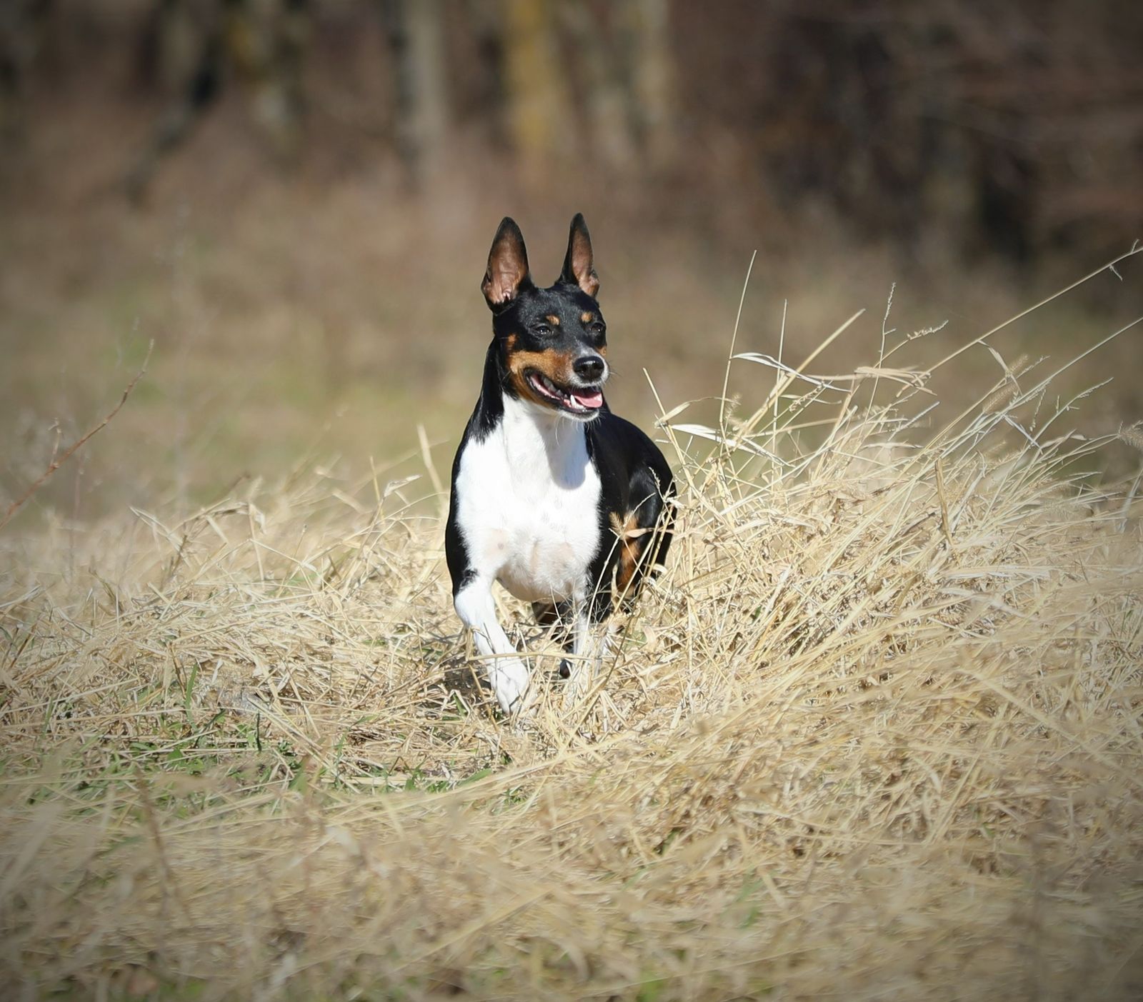 Seegmiller standard rat store terriers