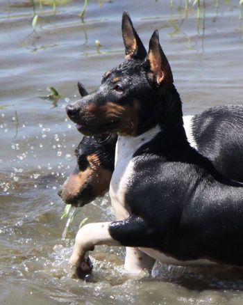 Seegmillers Rat Terrier LOU
