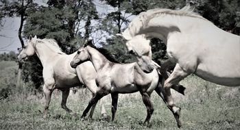 AQHA mares and foals 2022
