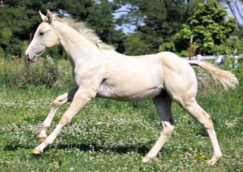 Goober an AQHA foal
