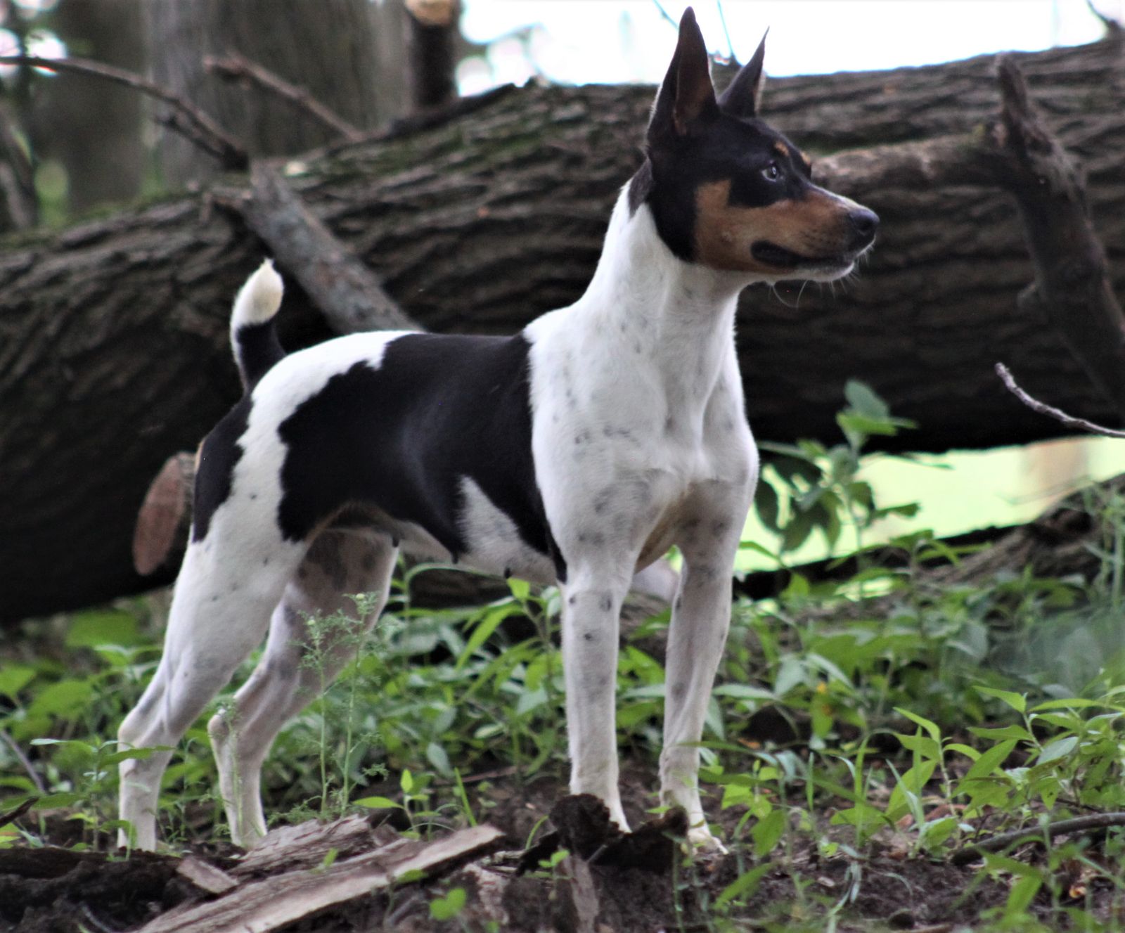 Akc rat best sale terrier breeders