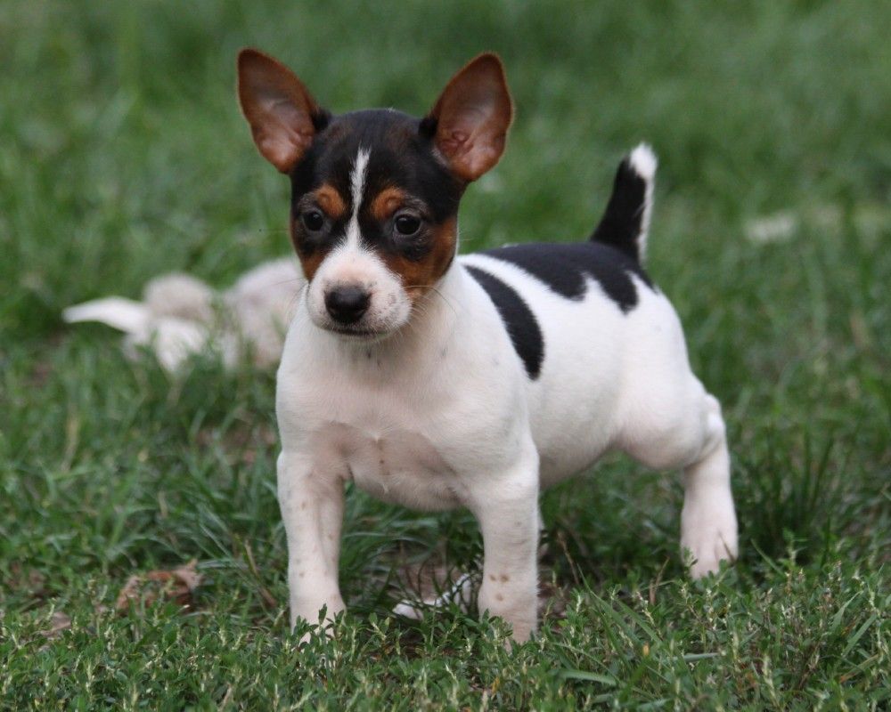 Mini rat terrier sales puppies for sale