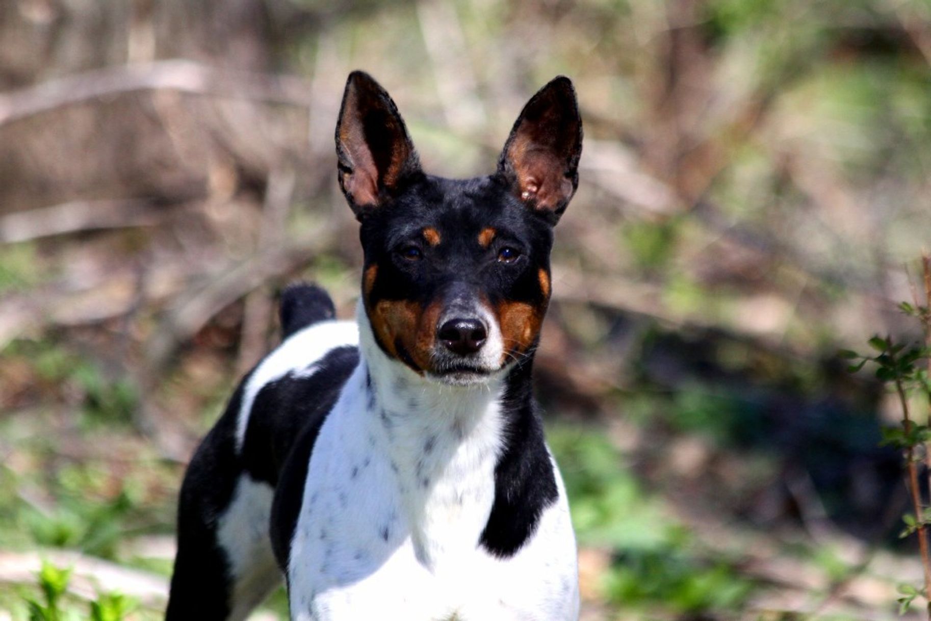 do rat terrier ears stand up