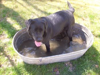 Dez-Z playing in the water.
