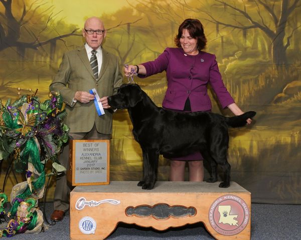 Breez-E.. took her first WB/BOW in Alexandria, LA @ the Alexandria Kennel Club shows  January 26,2017 (15 mths) Handled by Jennifer Bell under Judge Mr. Edd Bivin. 