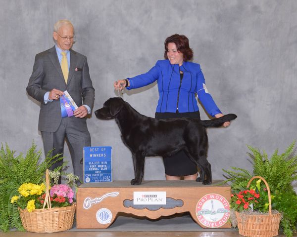 Breez-E took her third WB/BOW and her first MAJOR in Fort Worth Texas @ The Fort Worth Kennel Club Shows. March 25,2017. Handled by Jennifer Bell under judge Mr. Robert L Vandiver.