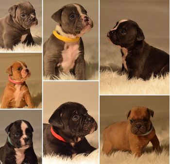 Fury X Turner Puppies
