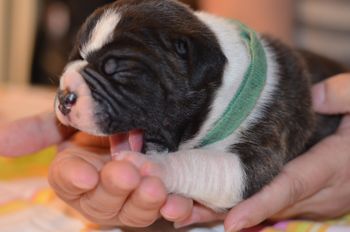 Green Collar- Boy (Brindle and White)
