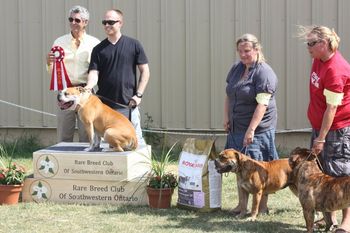 Fatty wins the 'Stud Dog' class - with Tikka & Nutter
