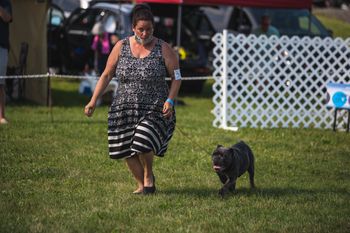 ABI Dog Shows - July 2021
