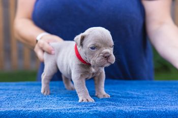 Red Collar - Boy
