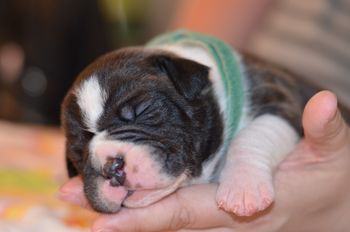 Green Collar- Boy (Brindle and White)
