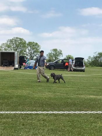 On the move in the show ring!
