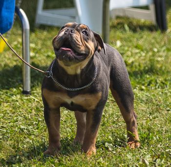 ABI Dog Shows - July 2021 (5 months)
