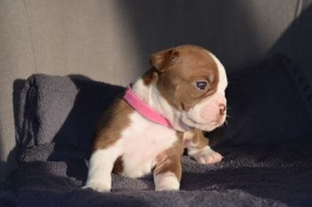 Pink Collar Girl - Reserved
