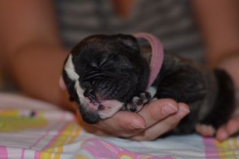 Pink Collar - Girl (Brindle with white)
