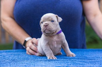 Purple Collar - Girl
