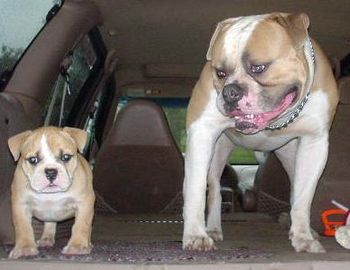 Fatty as a puppy with his Dad 'Zeus'
