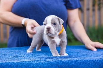 Orange Collar - Boy
