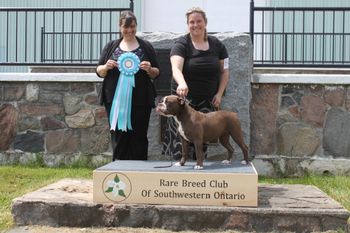 Frankie - 7 Months - RBCSWO - Reserve Best Puppy in Show
