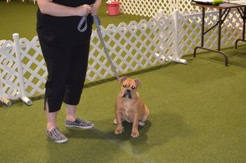 4 months old - Oxford Dog Sports obedience classes
