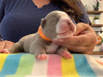 Orange Collar - Boy
