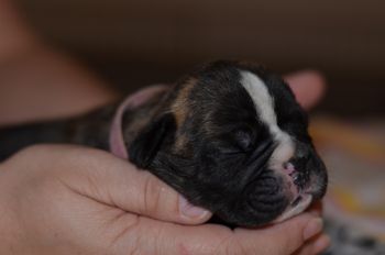 Pink Collar - Girl (Brindle with white)
